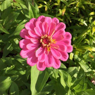 Apple Meadow True Value