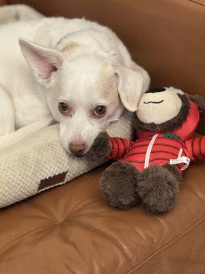 Brooklyn Veterinary Group