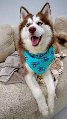 Magic Mobile Pet Grooming Spa