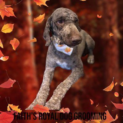 Faith’s Royal Dog Grooming