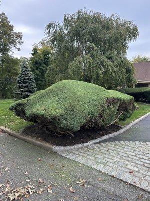 Dark Green Landscaping
