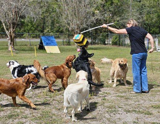 Dog Training with Terah