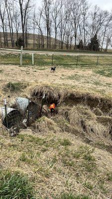 Small dogs in the field