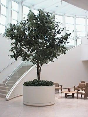 San Jose Interiorscape