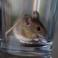 New England Chemical Pest Control