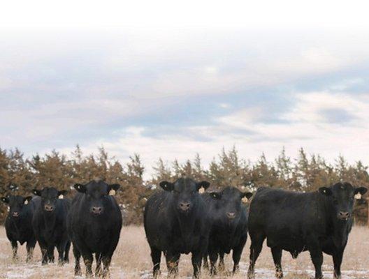 Benes Livestock Services