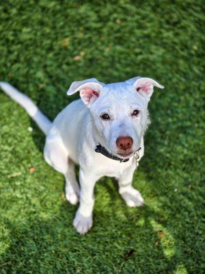 Triumphant Canine Dog Training
