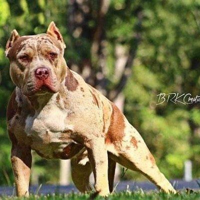 Westwood Animal Hospital