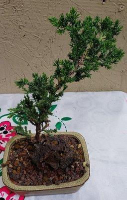 Bonsai tree