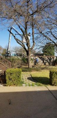 Javier's Tree Service