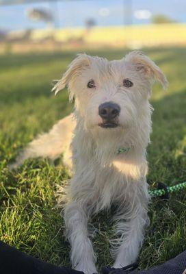 Fur Get Me Not Canine Rescue