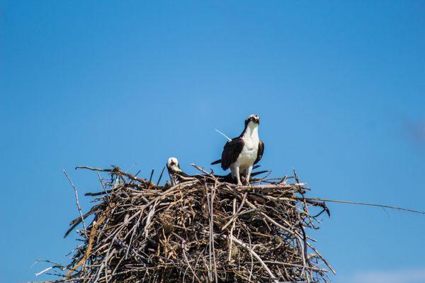 The Dolphin Explorer