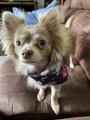 Chewbacca (Chewy) after his "spa day"!