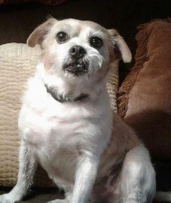 O'neal Animal Hospital