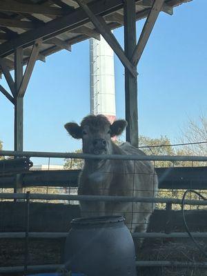 The Oaks Veterinary Clinic Equine & Farm Services