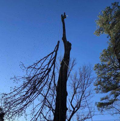 Castillo Tree Services & Landscaping