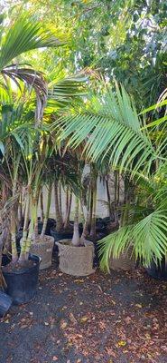 CT Palm Trees & Tropicals