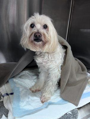 LeadER Animal Specialty Hospital