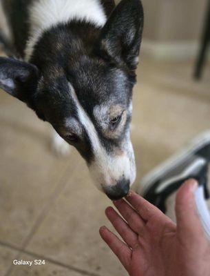 Mans Best Friend Dog Walking And Sitting Services