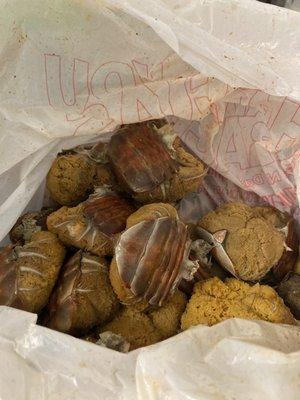 Female crabs, Crab sponges, steamed crab's