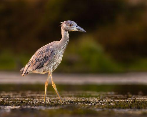 Young Yellow-crowned Night Heron | IG @moniquedao
