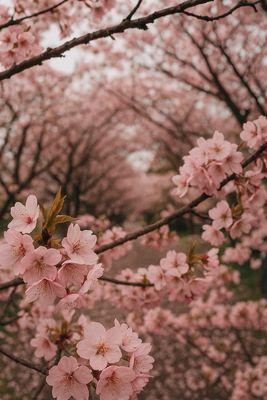 Cherry Blossom for lifetime friendships