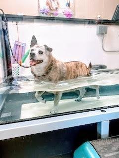 Happy boy! (photo taken by Canine Rehab Center)