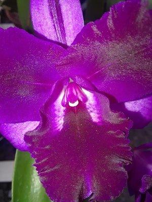 Kaler Orchids