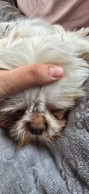 Happy Woofs Grooming