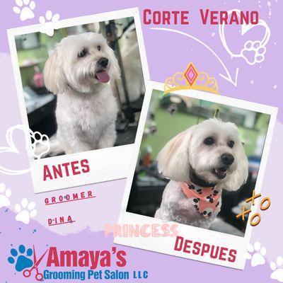 Amaya's Grooming