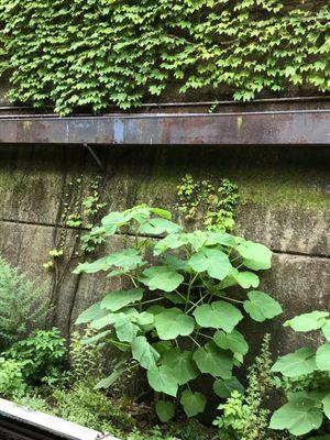 Special plants to get you in the mood for the nearby botanical gardens