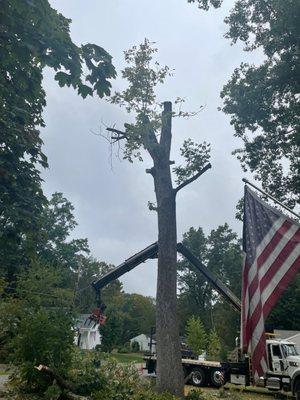 Stump Shredders Tree Service