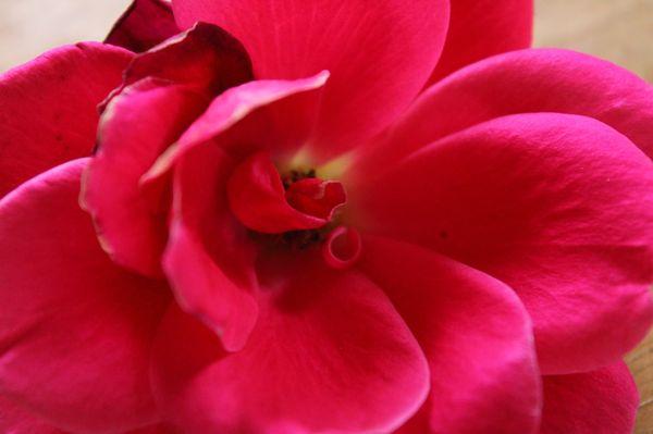 Donna Burkes Photography