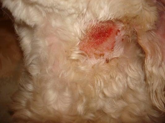 this is what they did to my dog