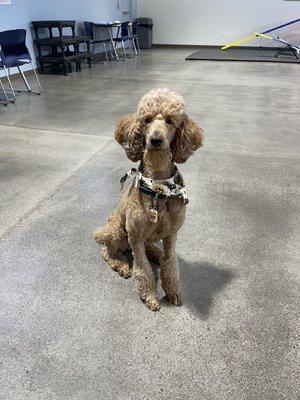 Soldier's Best Friend