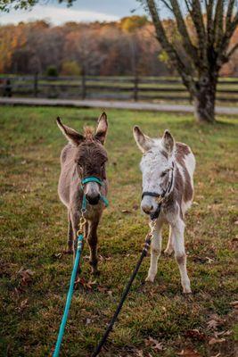 Luna Farm and Sanctuary