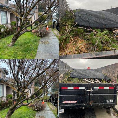 Trujillo Hauling & Tree Services