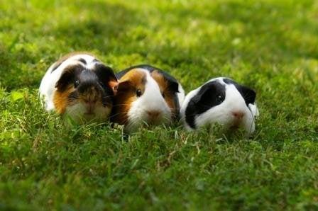 Petmeisters Pet Sitting