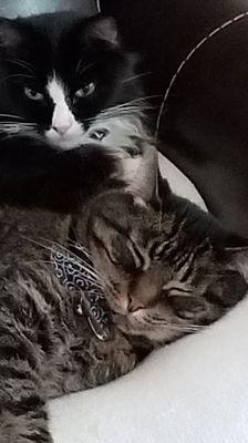 Creature Comfort Clinic LLC