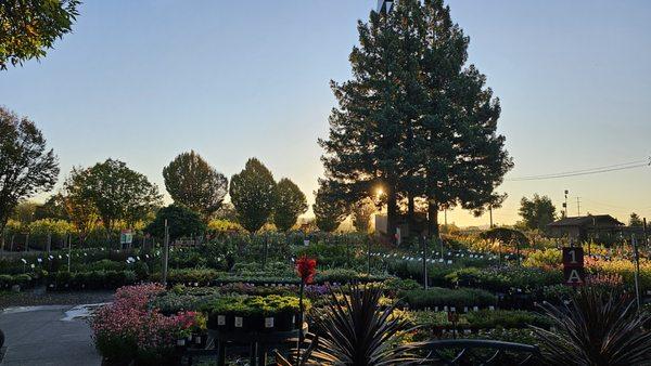 Urban Tree Farm Nursery