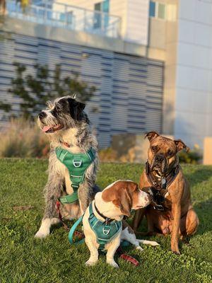 Zey’s Dog Training