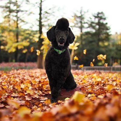 Felicia's Grooming Room