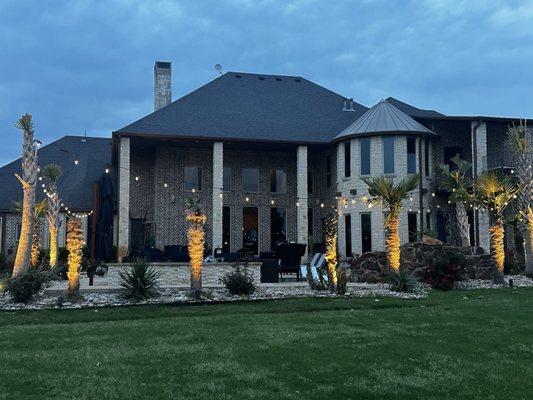 Texas Wholesale Palm Trees