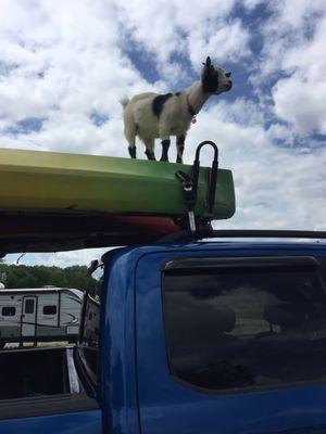 Freckles the goat wanting to kayak with us!