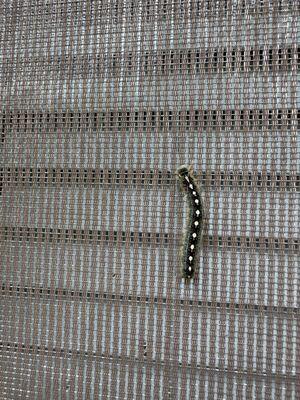 Eastern tent caterpillar