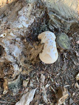 Cochituate State Park