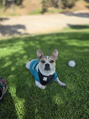 Humane Society of the United States