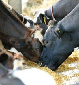 Wichita Feed & Hardware