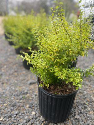 Fannin Farm & Garden