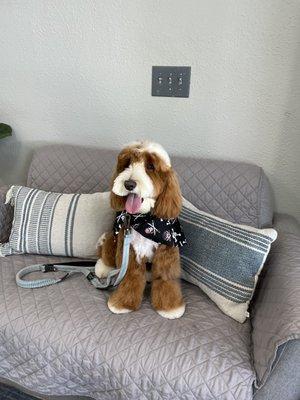 All Fur Love Grooming Salon